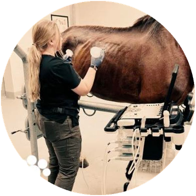 Dr. Alena Comstock performing equine ultrasound at Tri-State Veterinary Hospital