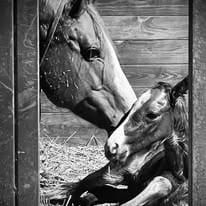 Mare with her newborn foal