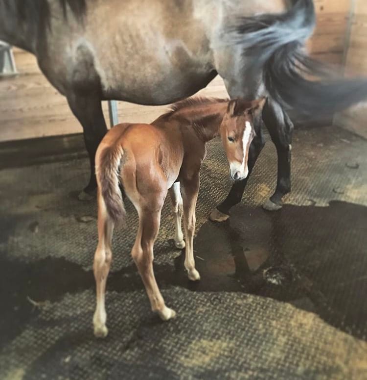 Newborn foal at Tri-State Veterinary Hospital