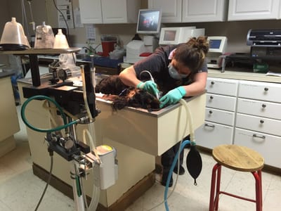 Surgical suite at Tri-State Veterinary Hospital